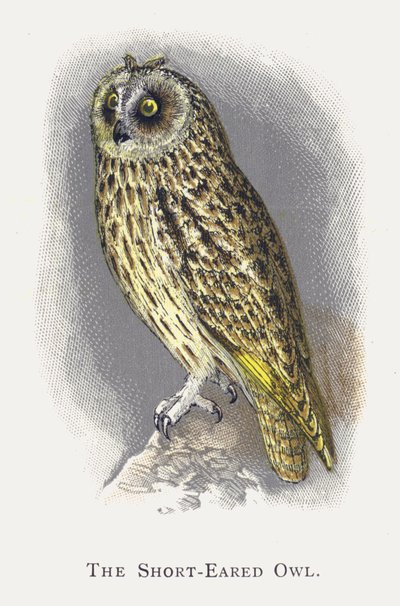 The Short-Eared Owl by Alexander Francis Lydon